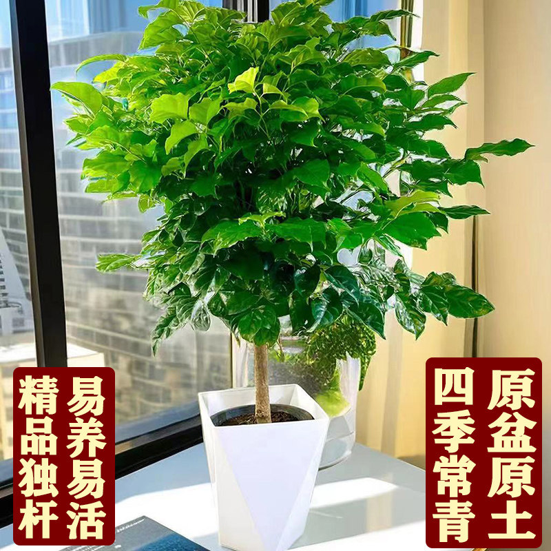 幸福树室内好养净化空气绿植