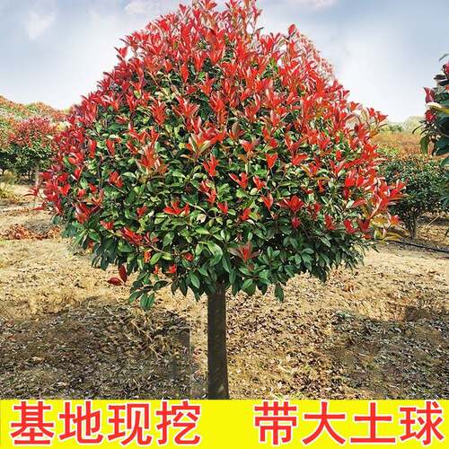 红叶石楠球树苗高杆大树球形庭院别墅园林绿化苗工程室外常青植物