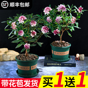 金边瑞香盆栽浓香型带花苞室内老桩客厅观花植物耐寒花卉四季开花