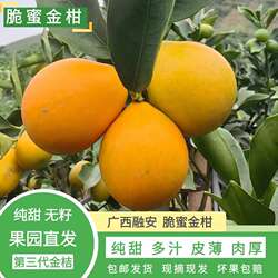 脆蜜金柑广西融安金桔第三代纯甜无籽多汁超甜皮薄果园现摘新鲜