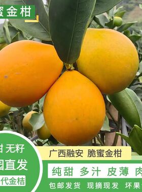 脆蜜金柑广西融安金桔第三代纯甜无籽多汁超甜皮薄果园现摘新鲜