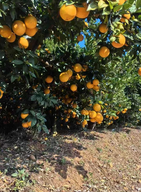 71-cheng zi- 新疆，西藏，不发货