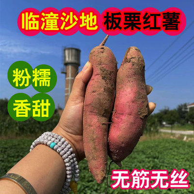 临潼板栗红薯粉糯香甜小香薯