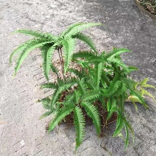 芒萁蕨 蕨萁 芒萁骨 路萁 小黑白 铁狼萁 蜈蚣草 纯野生植物
