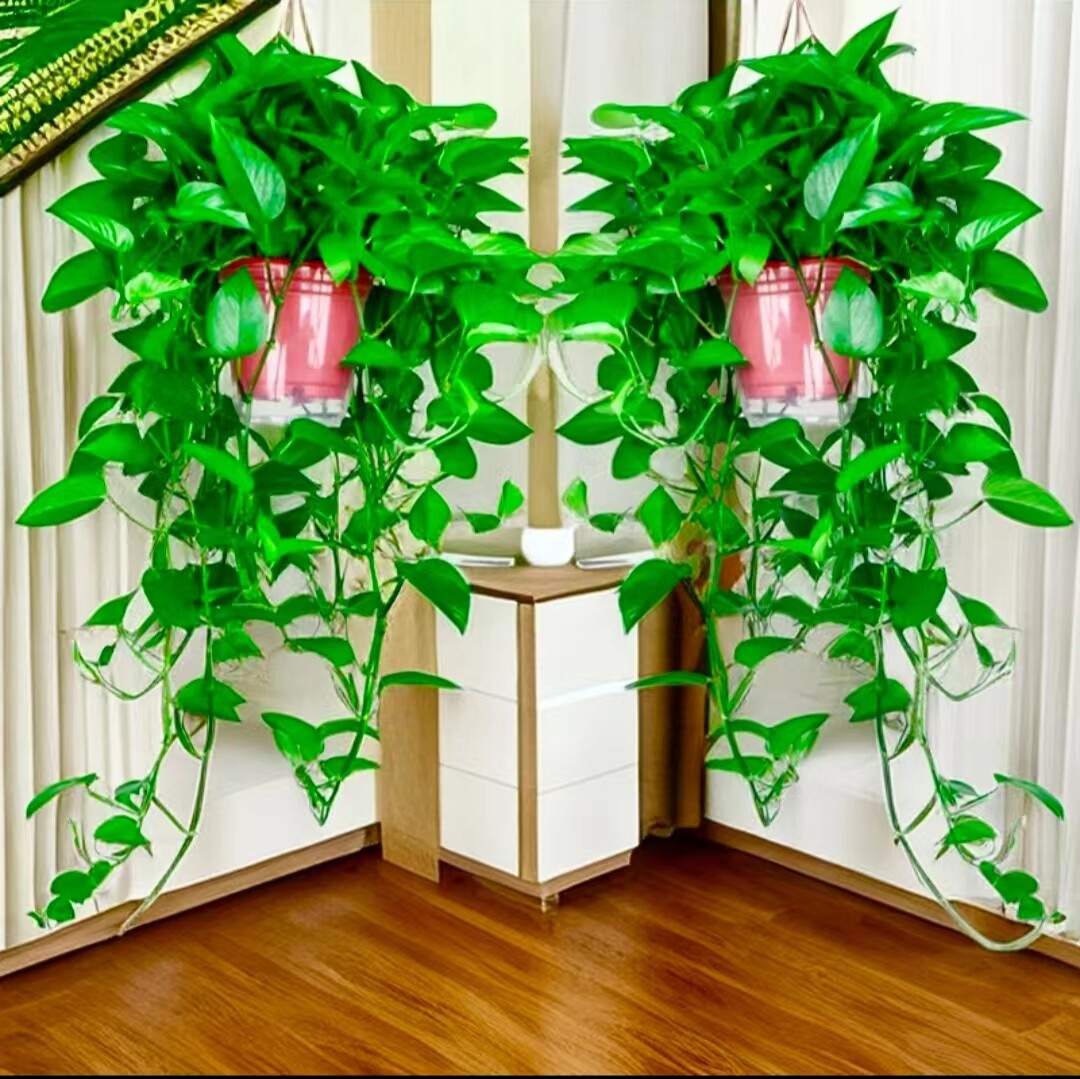 室内可持续长藤高脚红盆绿萝适合摆放冰箱空调上净化空气花卉