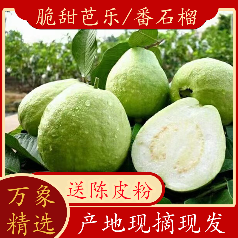 【白心芭乐】高州白肉番石榴爽脆清甜低热量广东广西特产送陈皮粉