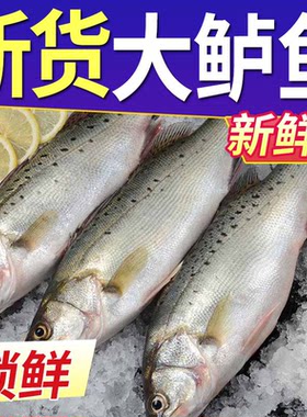 鲈鱼鲜活海鱼新鲜水产海鲜深海七星海鲈鱼深海花鲈鱼超大冰冻鲈鱼
