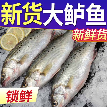 鲈鱼鲜活海鱼新鲜水产海鲜深海七星海鲈鱼深海花鲈鱼超大冰冻鲈鱼