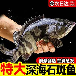 东山岛野生海捕龙趸龙胆石斑鱼鲜活水产海鲜活冻冷链发货酒店直供