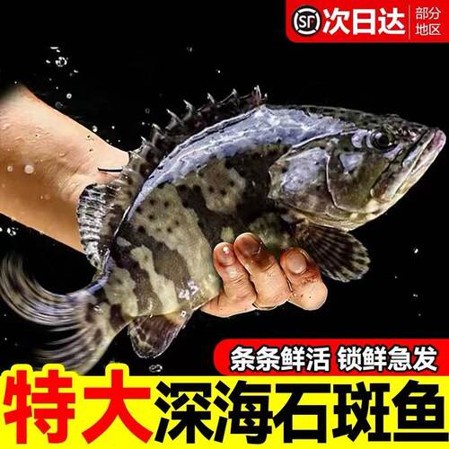东山岛野生海捕龙胆石斑鱼活冻
