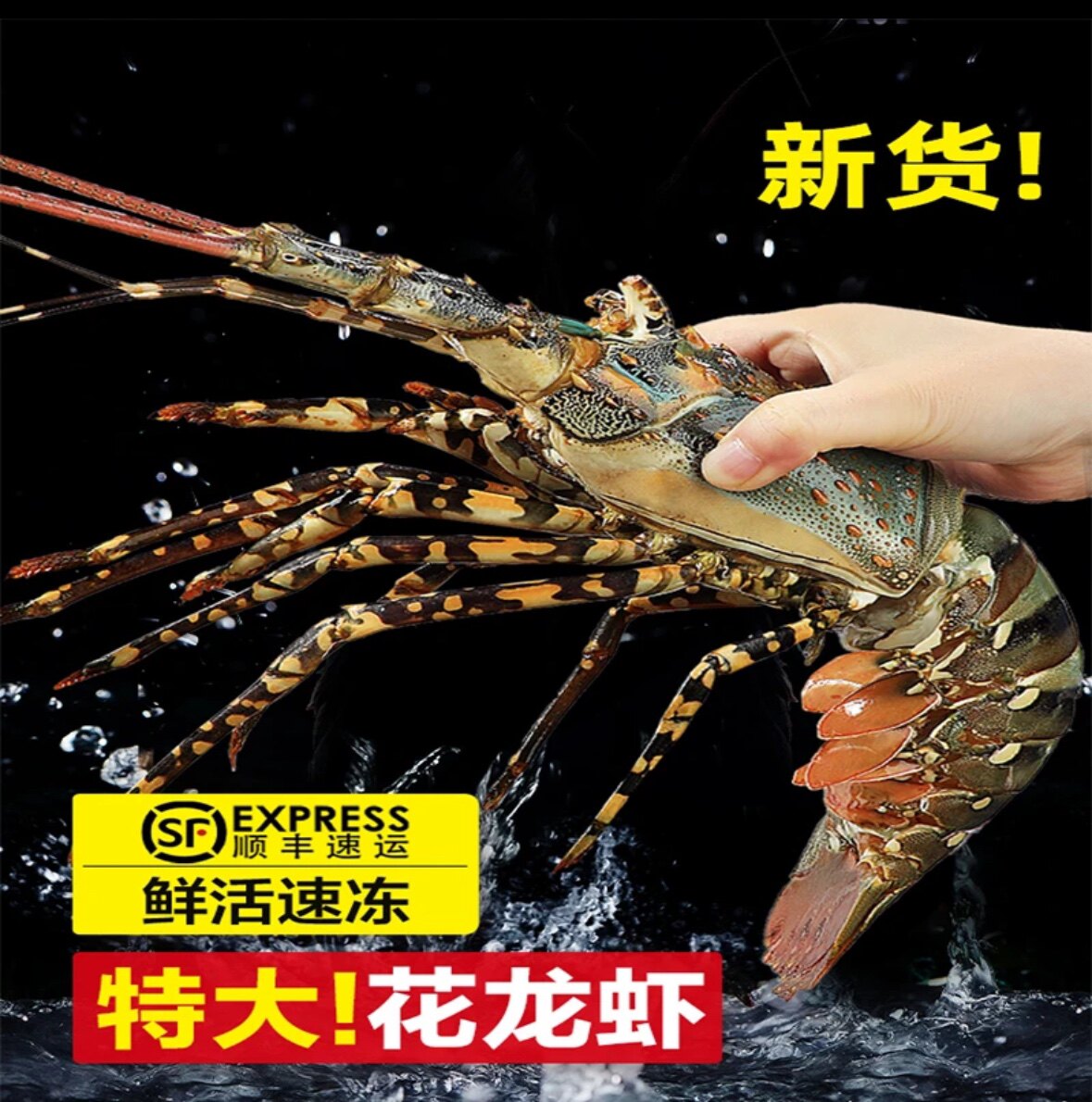 东山岛特大花龙鲜活速冻冷链发货