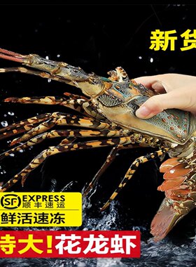 东山岛特大花龙鲜活速冻冷链发货