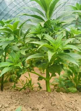 七彩凤仙花重瓣红重瓣指甲花苗急性子学生观察凤仙花懒人茶花多色