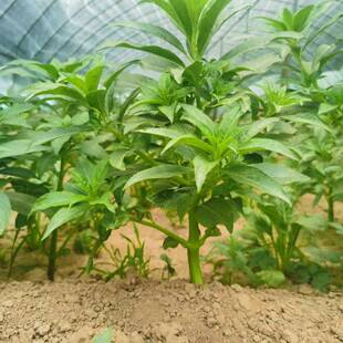 七彩凤仙花重瓣红重瓣指甲花苗急性子学生观察凤仙花懒人茶花多色