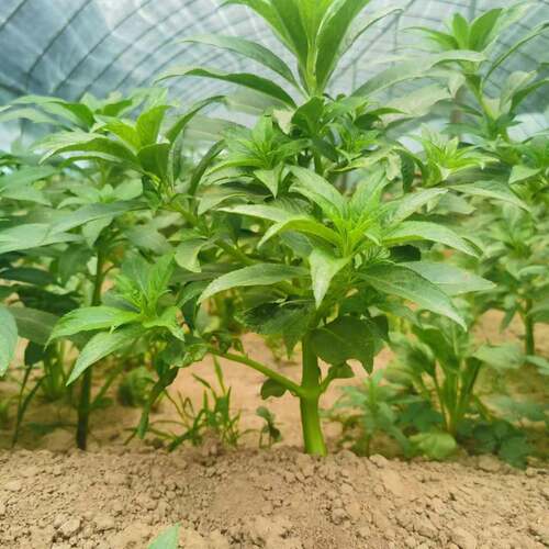 七彩凤仙花重瓣红重瓣指甲花苗急性子学生观察凤仙花懒人茶花多色