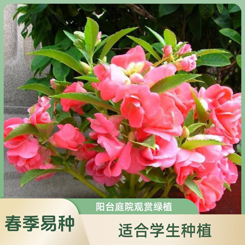 凤仙花指甲草阳台小院