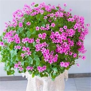 红花酢浆草老桩酱草种球多年生幸运草四季绿植盆栽四季开花花期长