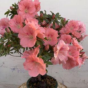 皋月杜鹃若惠比须开套餐粉色花