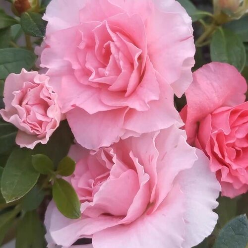 加拿大品种花桃梅锦开粉色大朵花带少量开花满树花苞发货