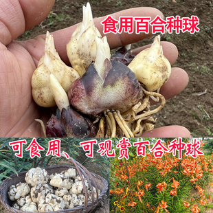 龙山百合种球食用百合新鲜绿植开花盆栽种植宜兴百合种卷丹包活