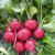 About 100 Cherry Radishes