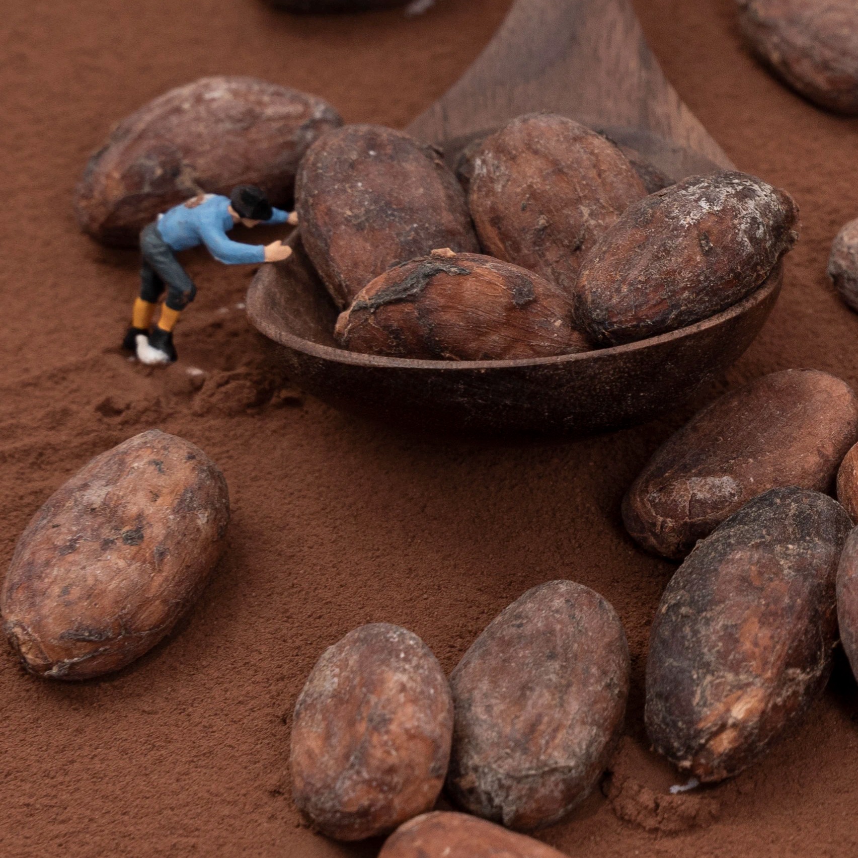 慧德进口可可豆发酵生豆巴拿马