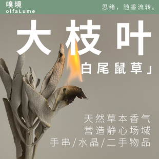 嗅境大枝叶白鼠尾草净化嗅境大枝叶植物香整叶子散叶厕所除臭