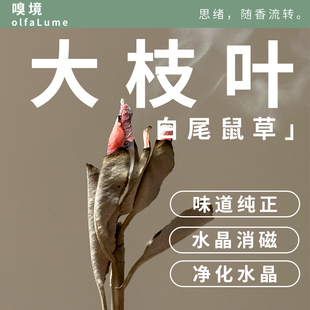 嗅境尝新大枝叶白鼠尾草叶子散叶净化植物香厕所除臭香植物香薰