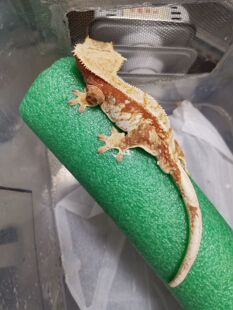 蓝天水族 睫角守宫莉莉白守宫盖勾亚守宫R属活体宠物萌宠非保育类