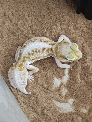 蓝天水族 瘤尾守宫大眼萌宠小呆萌皮卡丘小火龙宠物爬宠活体守宫