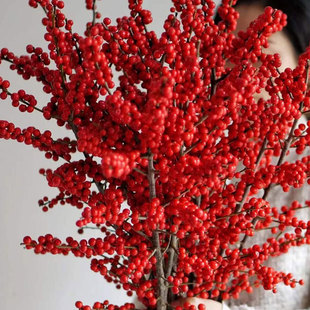 北美冬青发财红果果鲜花真花春节喜庆年宵花水培银柳切枝云南盆栽