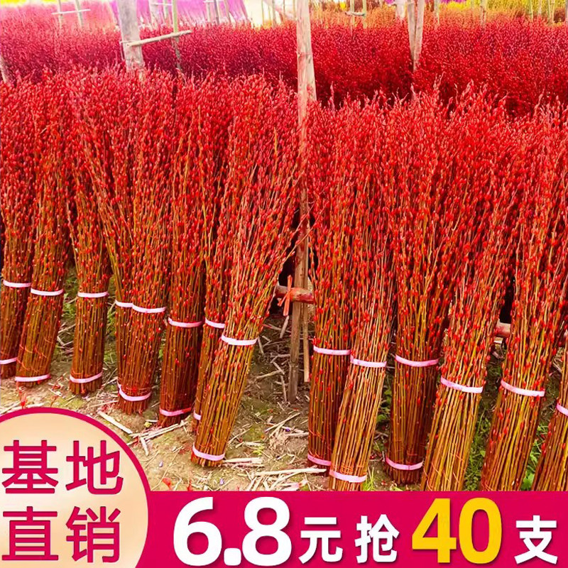 银柳真花鲜枝新年宵花卉盆栽红色干花福桶室内绿植物喜庆腊梅鲜花