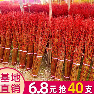 银柳真花鲜枝新年宵花卉盆栽红色干花福桶室内绿植物喜庆腊梅鲜花
