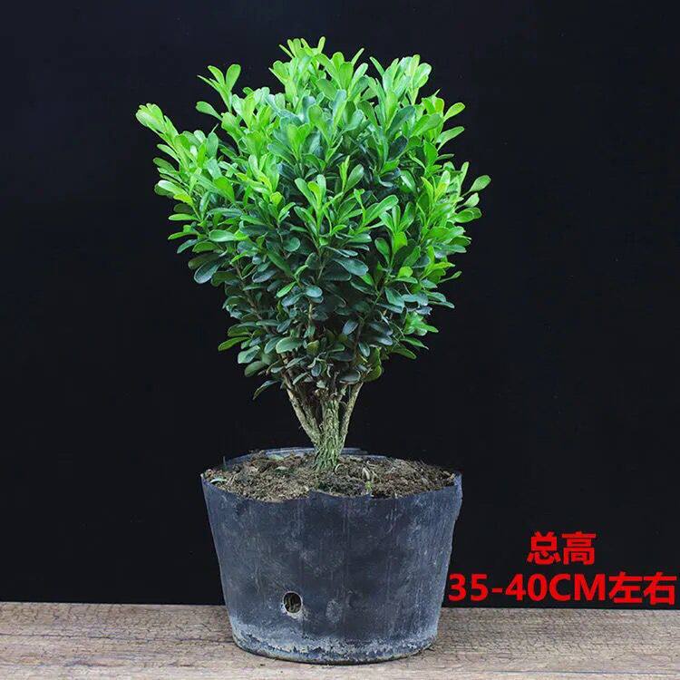 雀舌黄杨球树苗万年青小叶黄杨球四季长青庭院造型素材耐寒植物