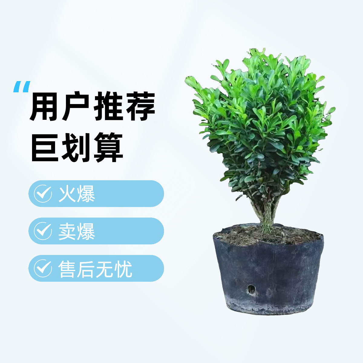 雀舌黄杨盆景植物办公室内盆栽四季常青客厅花卉庭院树苗桌面绿植