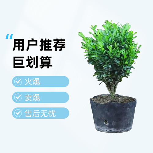 雀舌黄杨盆景植物办公室内盆栽四季常青客厅花卉庭院树苗桌面绿植