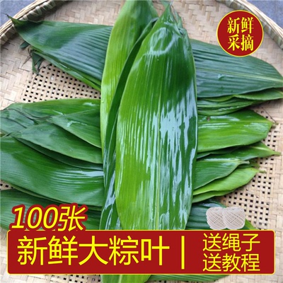正宗新鲜粽叶现摘大号包邮免泡