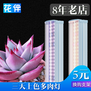 花伴多肉补光灯T20植物补光灯排全光谱室内多肉补光灯led