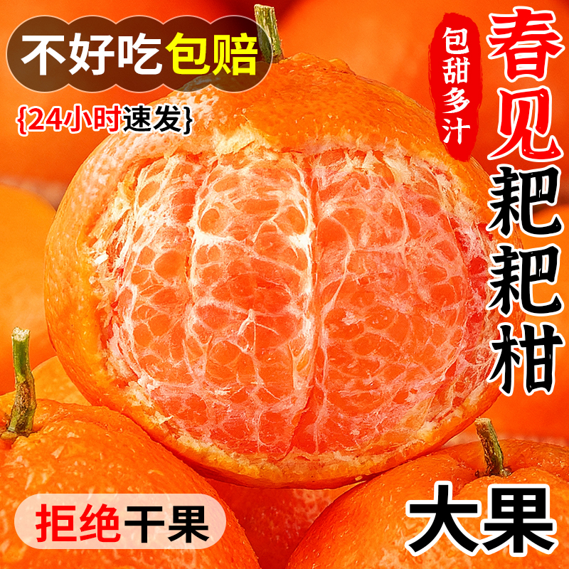春见耙耙柑|商超精品