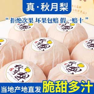 水果新鲜脆甜多汁皮薄黄皮梨 山东莱阳梨正宗应季 包邮 真秋月梨