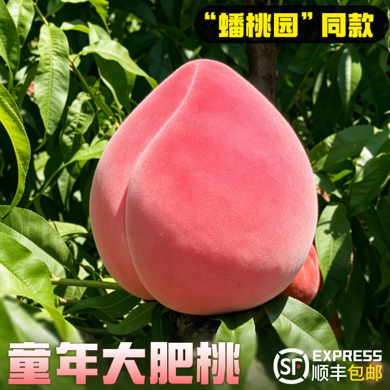 肥桃新鲜大桃水果脆甜现摘水蜜桃超大山东正宗肥城桃【顺丰速递】 - 实物图