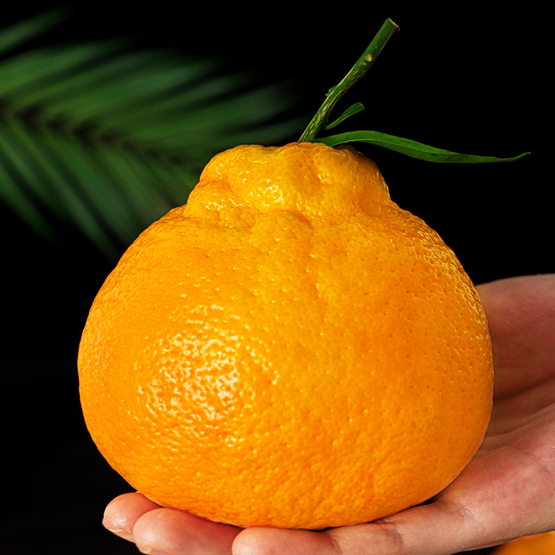 正宗不知火丑橘橘子新鲜当季整箱甜丑柑桔新鲜水果蜜桔丑橘