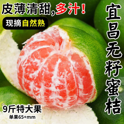 特早熟蜜橘！2025年新果！