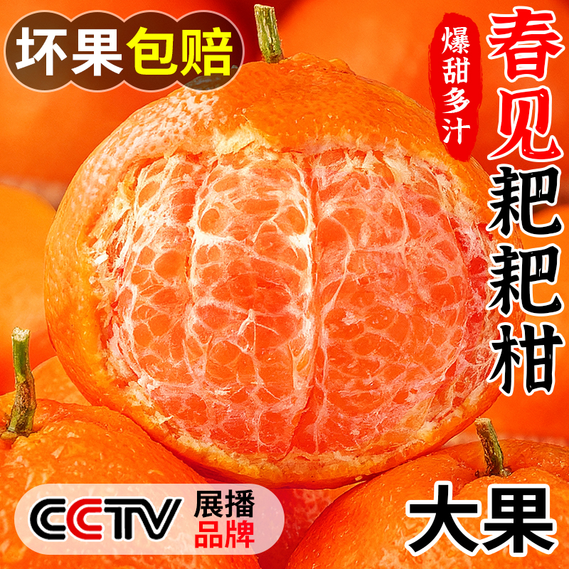 春见耙耙柑|商超精品