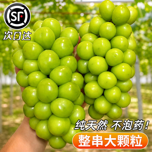 【钜惠大降价】晴王阳光玫瑰葡
