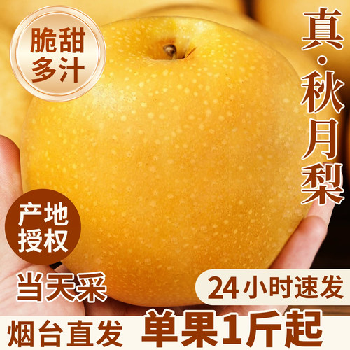 2025年新梨丨正宗山东莱阳秋月梨