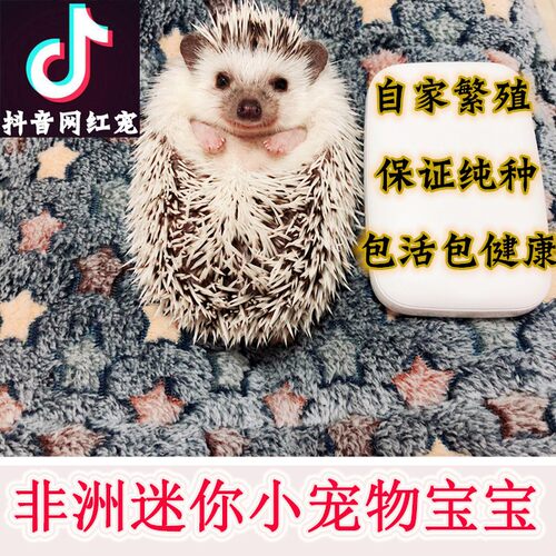 宠物刺猬活体非洲迷你刺猬活物送笼子宠物纯种刺猬幼崽小刺猬包邮