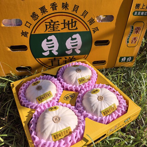 日本品种原白色奶油贝贝南瓜顺丰
