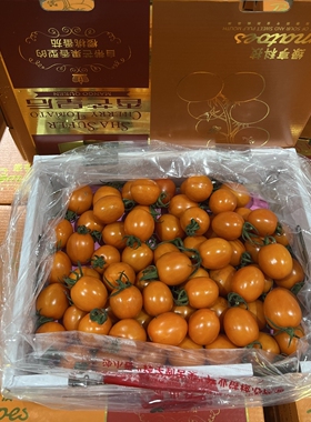 香芒皇后番茄西红柿广东盐碱沙地露天种植黄色千禧圣女果自然熟甜