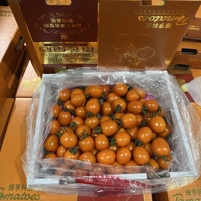 香芒皇后番茄广东盐碱沙地露天种